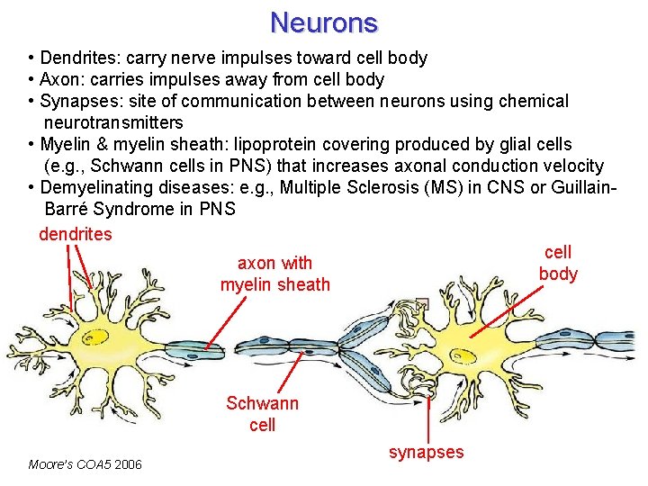 Neurons • Dendrites: carry nerve impulses toward cell body • Axon: carries impulses away
