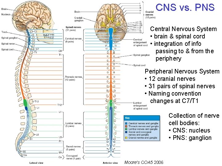 CNS vs. PNS Central Nervous System • brain & spinal cord • integration of