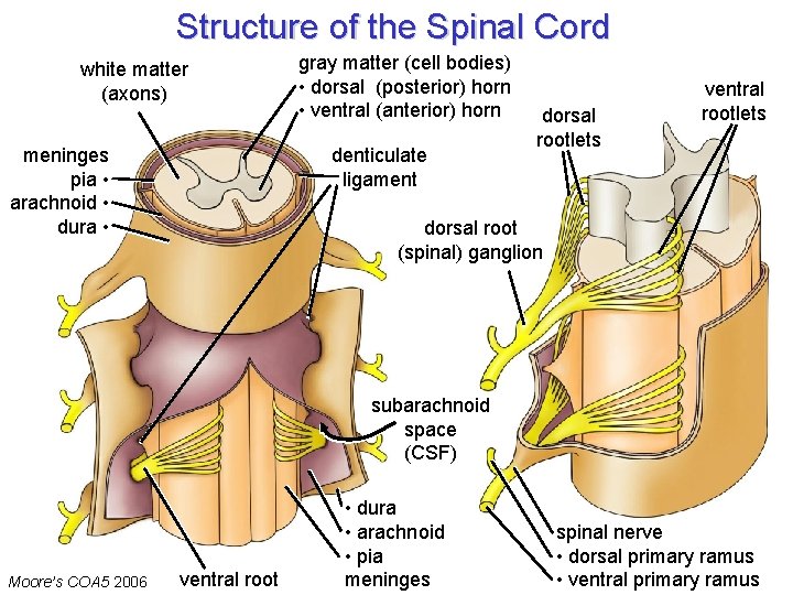 Structure of the Spinal Cord white matter (axons) meninges pia • arachnoid • dura