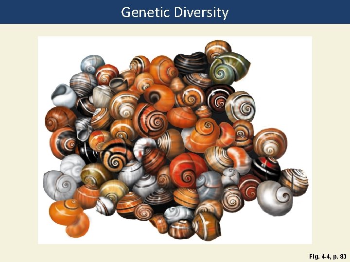 Genetic Diversity Fig. 4 -4, p. 83 