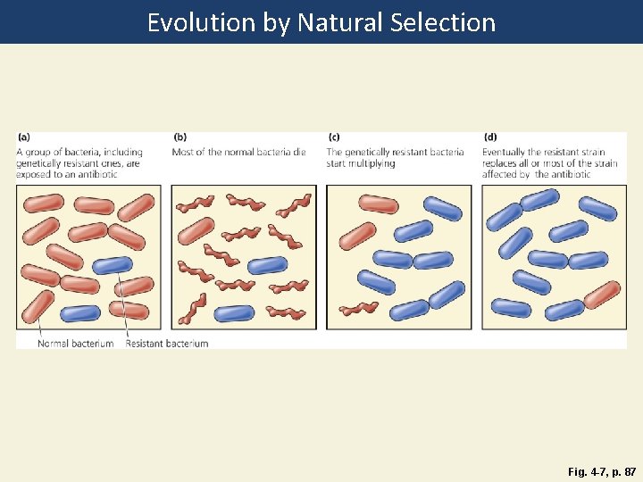 Evolution by Natural Selection Fig. 4 -7, p. 87 