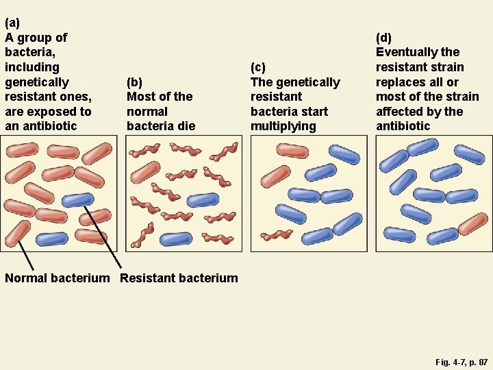 (a) A group of bacteria, including genetically resistant ones, are exposed to an antibiotic