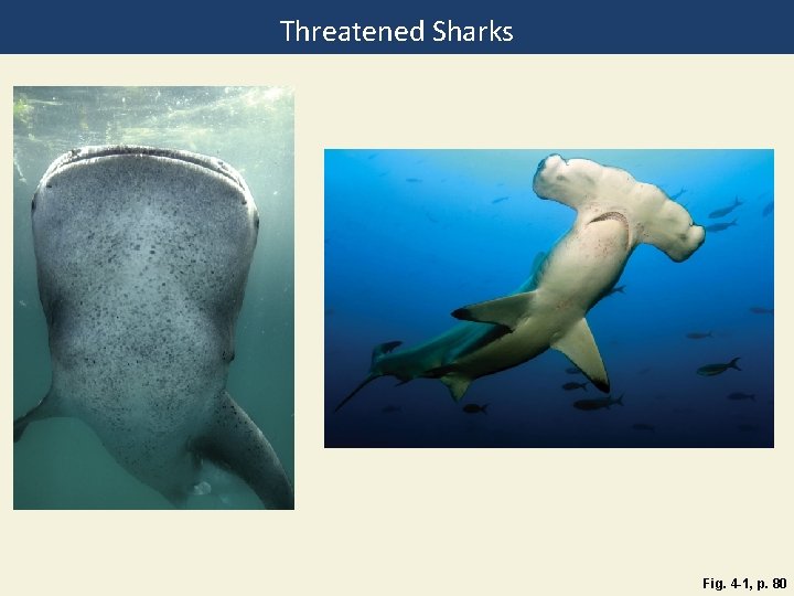 Threatened Sharks Fig. 4 -1, p. 80 