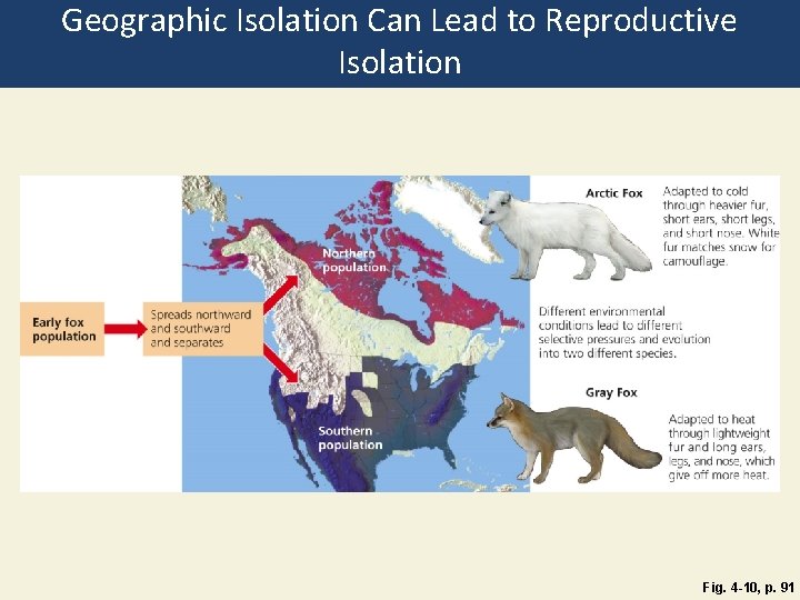 Geographic Isolation Can Lead to Reproductive Isolation Fig. 4 -10, p. 91 