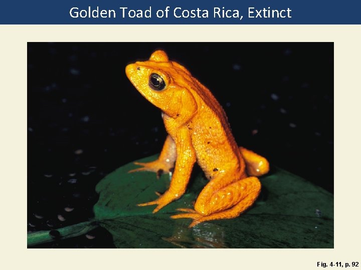 Golden Toad of Costa Rica, Extinct Fig. 4 -11, p. 92 