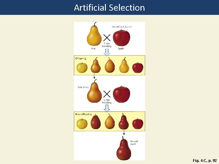 Artificial Selection Fig. 4 -C, p. 92 