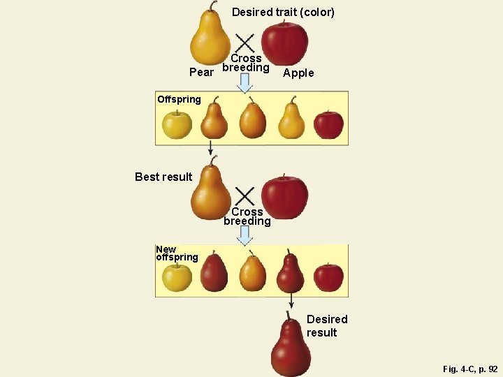 Desired trait (color) Cross breeding Pear Apple Offspring Best result Cross breeding New offspring