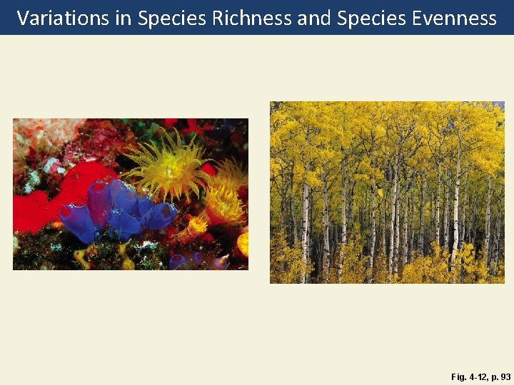 Variations in Species Richness and Species Evenness Fig. 4 -12, p. 93 