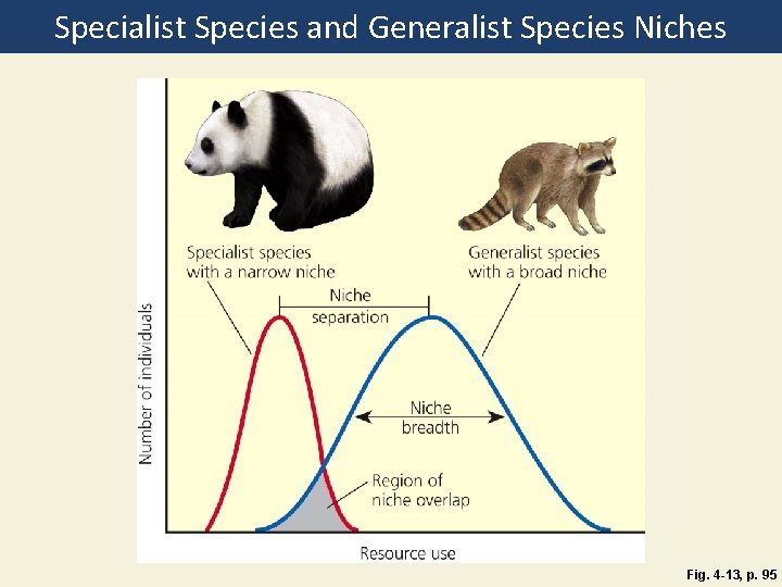 Specialist Species and Generalist Species Niches Fig. 4 -13, p. 95 