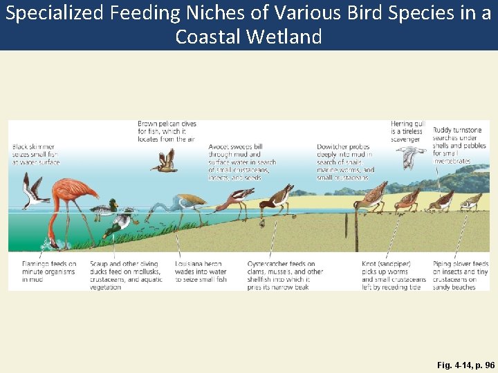 Specialized Feeding Niches of Various Bird Species in a Coastal Wetland Fig. 4 -14,