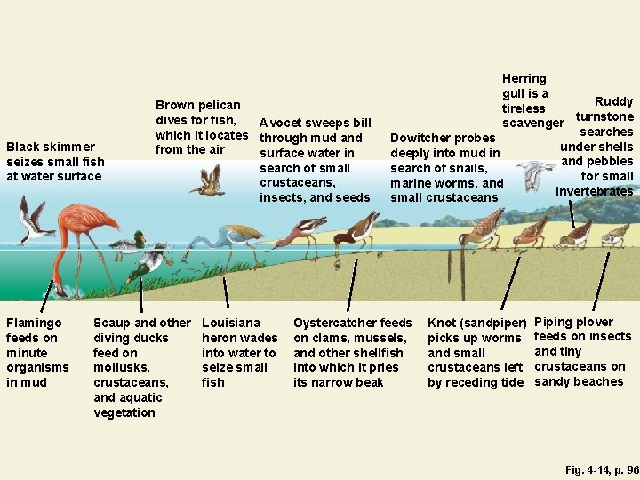 Black skimmer seizes small fish at water surface Flamingo feeds on minute organisms in