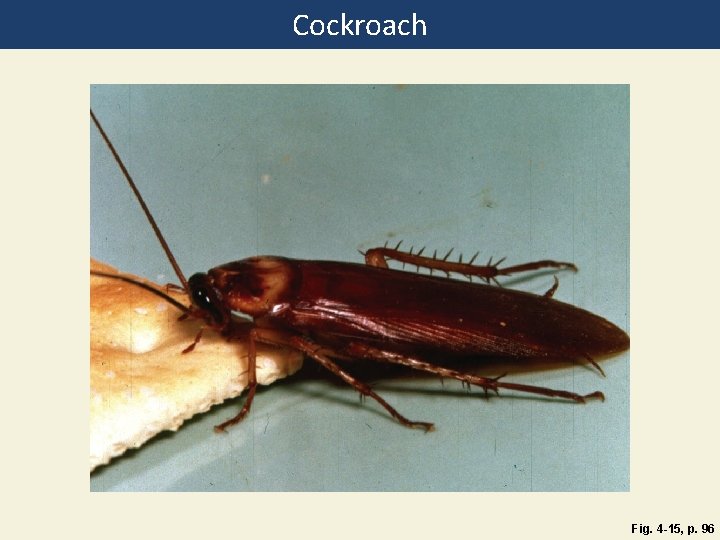 Cockroach Fig. 4 -15, p. 96 