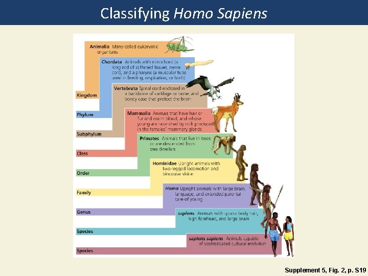 Classifying Homo Sapiens Supplement 5, Fig. 2, p. S 19 