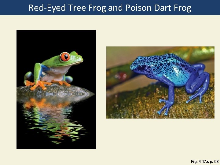 Red-Eyed Tree Frog and Poison Dart Frog Fig. 4 -17 a, p. 98 
