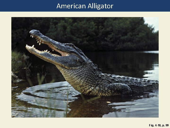 American Alligator Fig. 4 -18, p. 99 