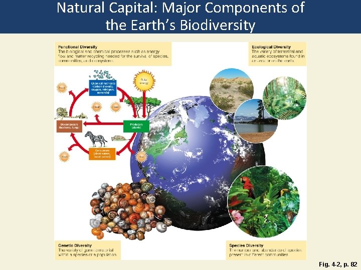 Natural Capital: Major Components of the Earth’s Biodiversity Fig. 4 -2, p. 82 