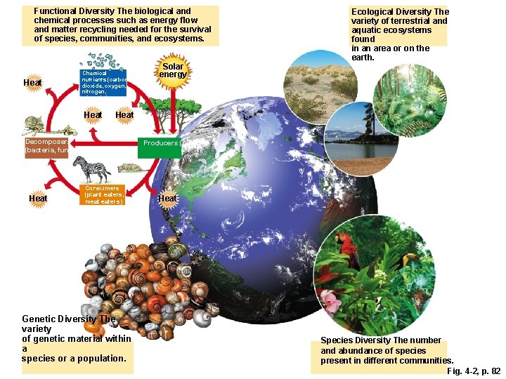 Functional Diversity The biological and chemical processes such as energy flow and matter recycling