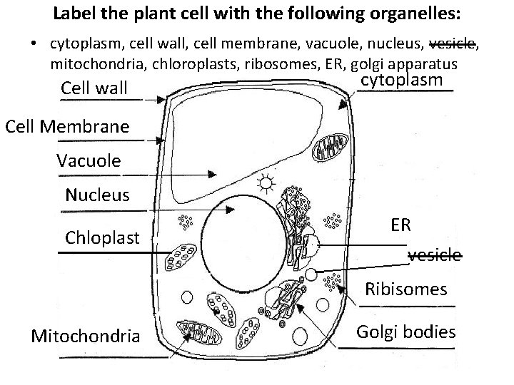 Label the plant cell with the following organelles: • cytoplasm, cell wall, cell membrane,