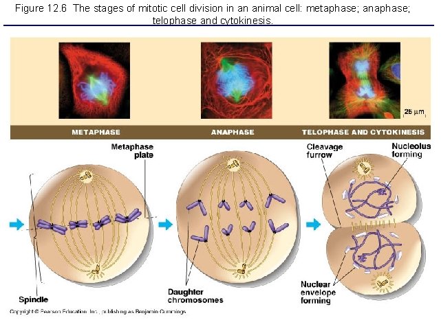 Figure 12. 6 The stages of mitotic cell division in an animal cell: metaphase;