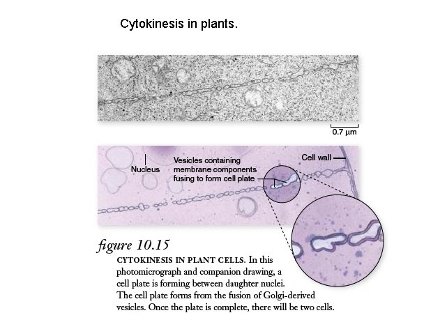 Cytokinesis in plants. 