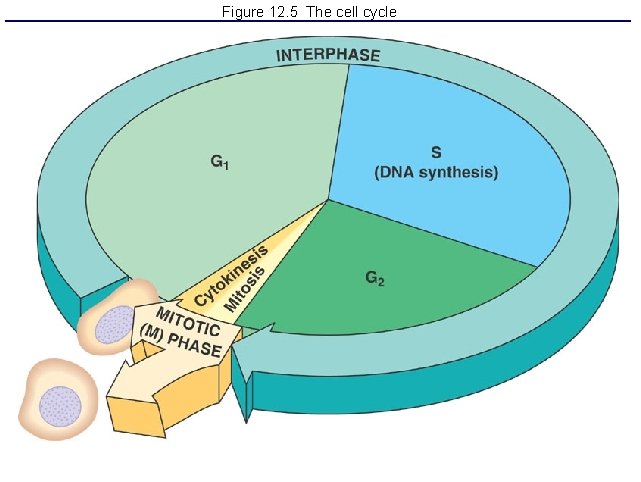 Figure 12. 5 The cell cycle 