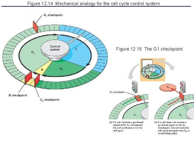 Figure 12. 14 Mechanical analogy for the cell cycle control system Figure 12. 15