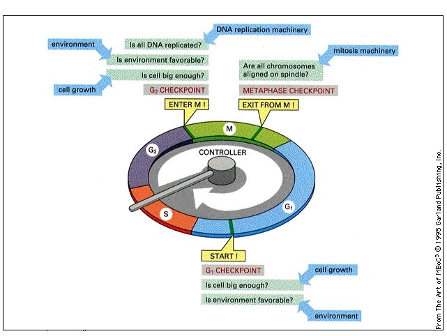 Cell and Organismal Biology 2009 