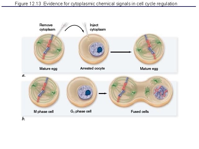 Figure 12. 13 Evidence for cytoplasmic chemical signals in cell cycle regulation 