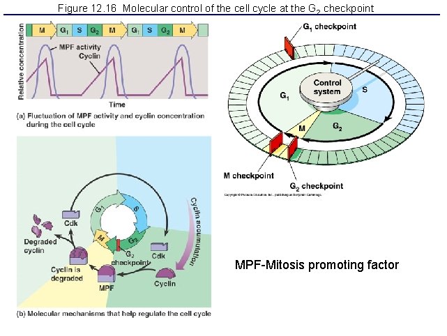 Figure 12. 16 Molecular control of the cell cycle at the G 2 checkpoint