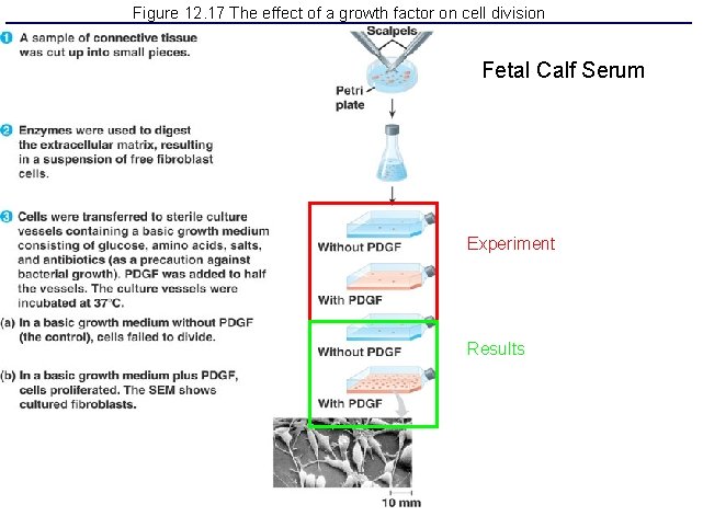 Figure 12. 17 The effect of a growth factor on cell division Fetal Calf