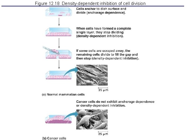 Figure 12. 18 Density-dependent inhibition of cell division 