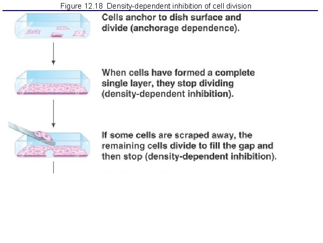 Figure 12. 18 Density-dependent inhibition of cell division 