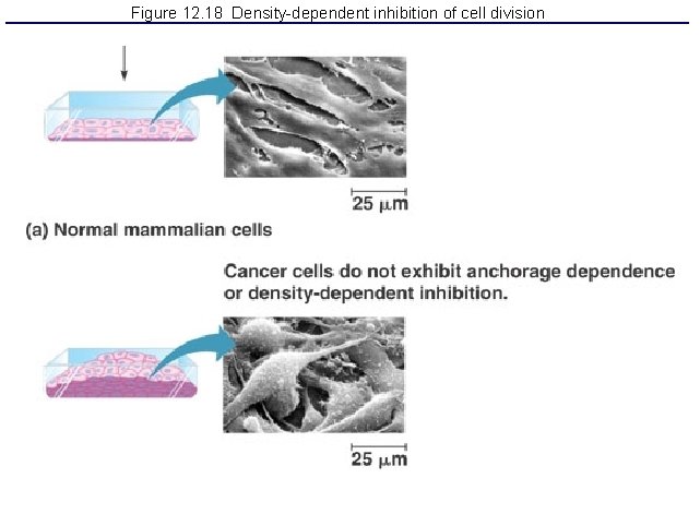 Figure 12. 18 Density-dependent inhibition of cell division 
