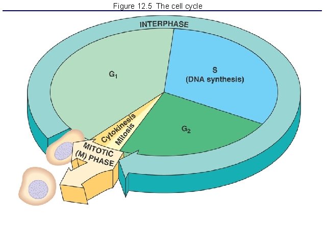 Figure 12. 5 The cell cycle 