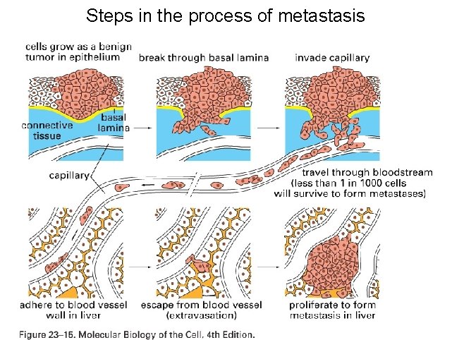 Steps in the process of metastasis 