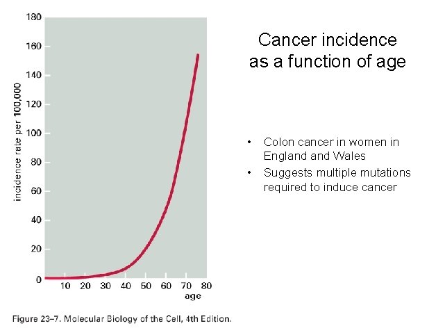 Cancer incidence as a function of age • • Colon cancer in women in