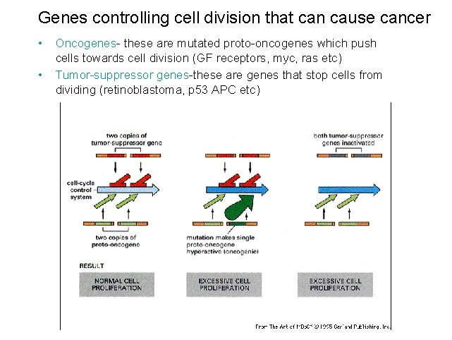 Genes controlling cell division that can cause cancer • • Oncogenes- these are mutated