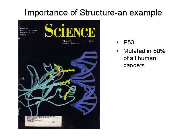 Importance of Structure-an example • P 53 • Mutated in 50% of all human