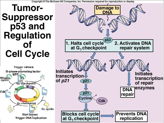 Cell and Organismal Biology 2009 