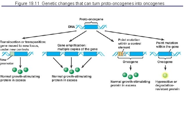 Figure 19. 11 Genetic changes that can turn proto-oncogenes into oncogenes 