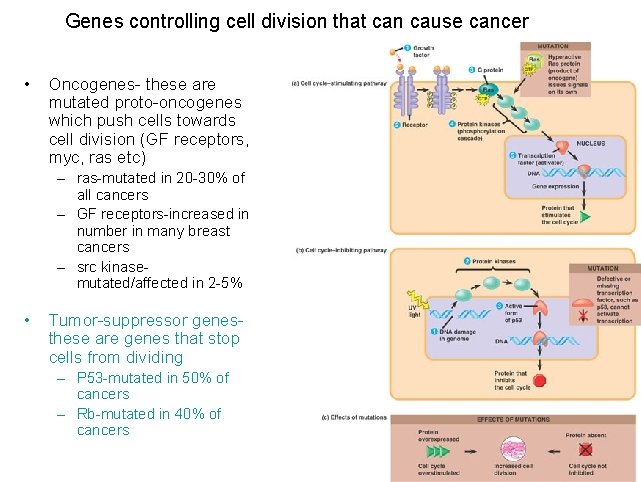 Genes controlling cell division that can cause cancer • Oncogenes- these are mutated proto-oncogenes