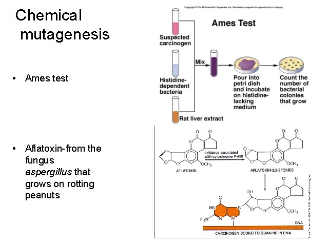 Chemical mutagenesis • Ames test • Aflatoxin-from the fungus aspergillus that grows on rotting