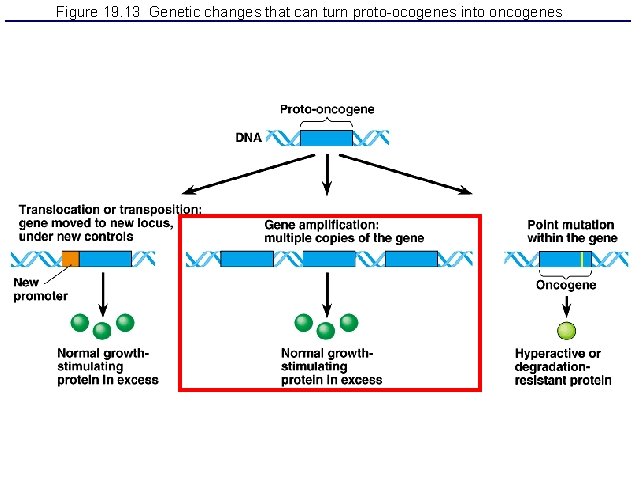 Figure 19. 13 Genetic changes that can turn proto-ocogenes into oncogenes 