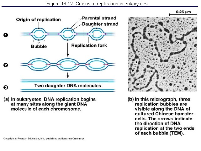 Figure 16. 12 Origins of replication in eukaryotes 