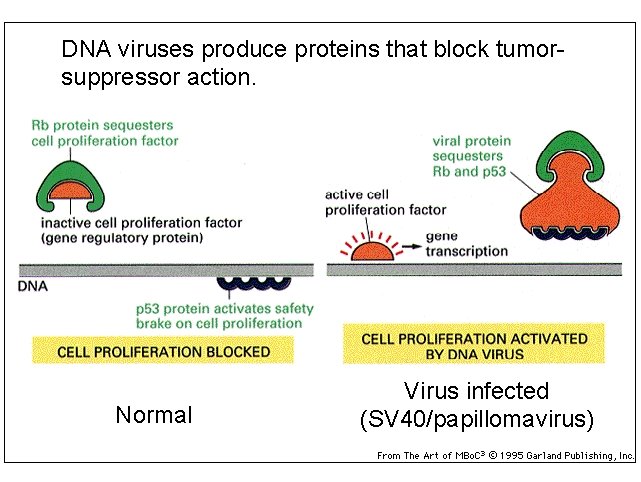 DNA viruses produce proteins that block tumorsuppressor action. Normal Virus infected (SV 40/papillomavirus) 