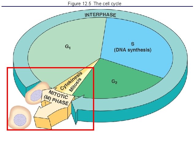 Figure 12. 5 The cell cycle 