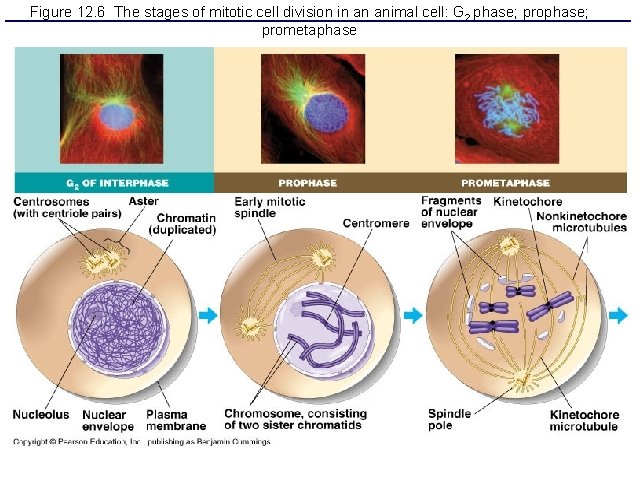Figure 12. 6 The stages of mitotic cell division in an animal cell: G