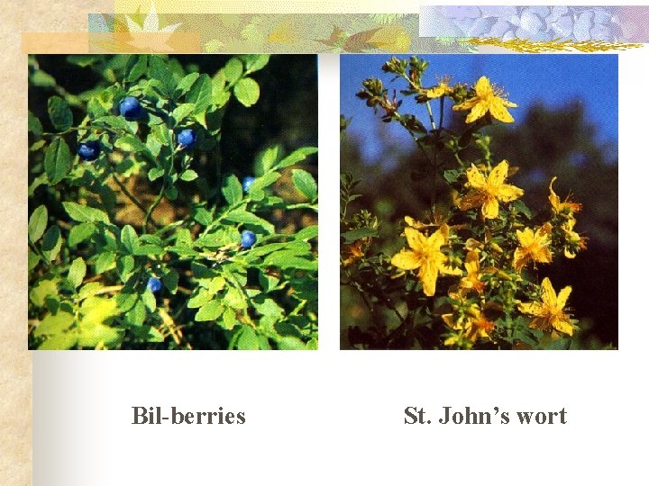 Bil-berries St. John’s wort Bil-berries St. John’s wort