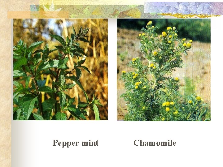 Pepper mint Chamomile Pepper mint Chamomile