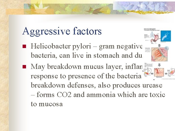 Aggressive factors n n Helicobacter pylori – gram negative bacteria, can live in stomach Aggressive factors n n Helicobacter pylori – gram negative bacteria, can live in stomach
